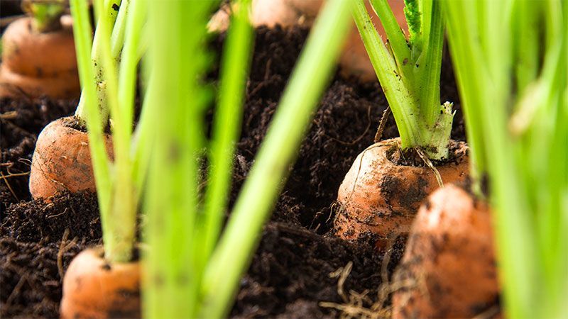 Tip Number 1: Growing Carrots